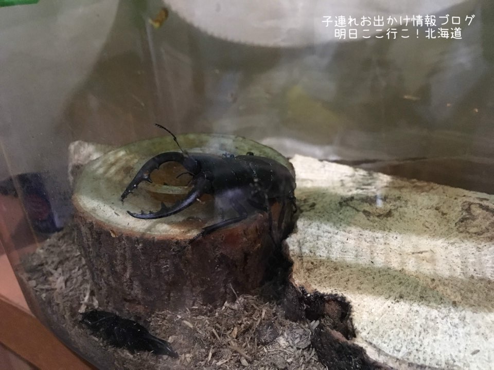 f:id:mira5507:20180809085147j:image